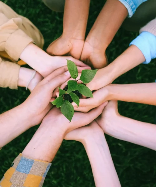 Hands united around a plant symbolizing teamwork and eco-friendly efforts outdoors.