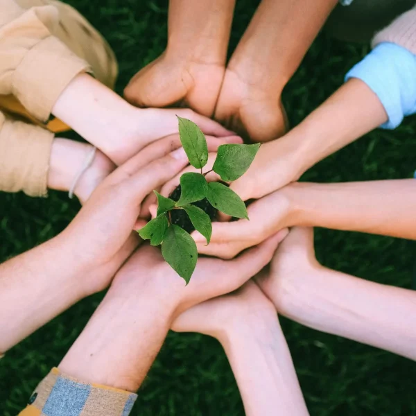 Hands united around a plant symbolizing teamwork and eco-friendly efforts outdoors.